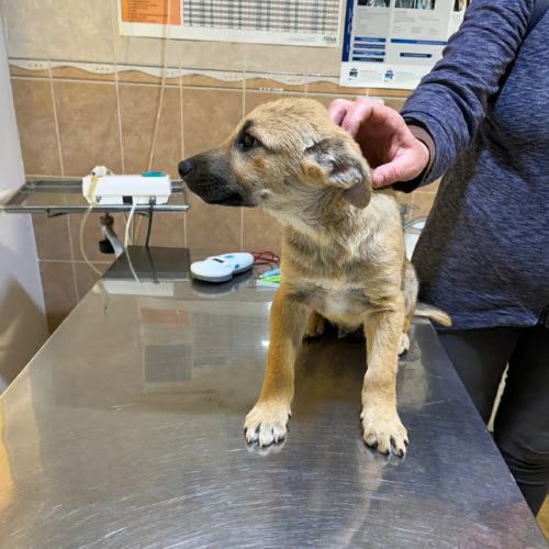 Mike chiot à adopter #6