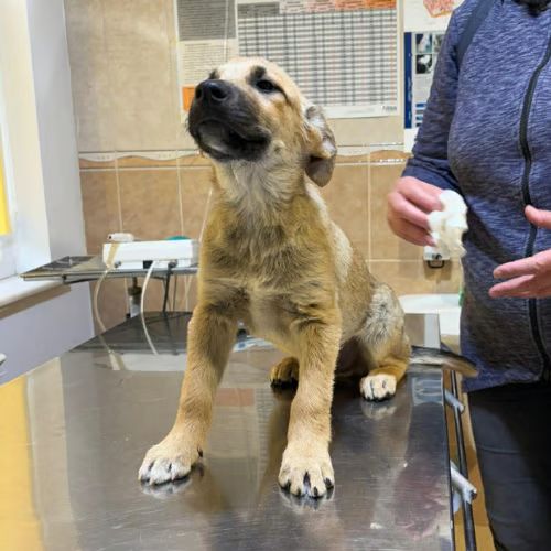 Mike chiot à adopter #7