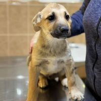 Mike chiot à adopter #1