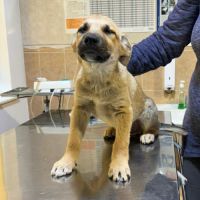 Mike chiot à adopter #3