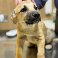 Mike chiot à adopter