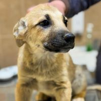 Mike chiot à adopter #5