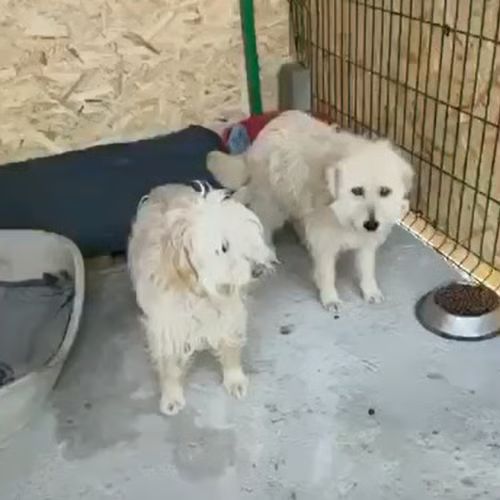 Lucky rêve d'une famille #4