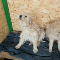 Lucky rêve d'une famille #3