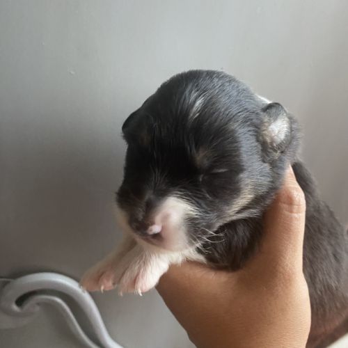 Chiot berger australien #0