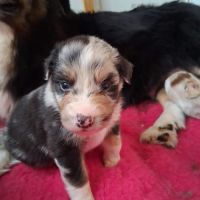 Chiot berger australien #1