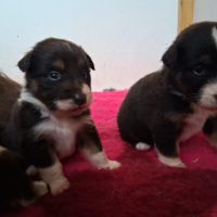 Chiot berger australien #2