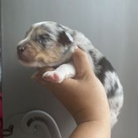 Chiot berger australien #2