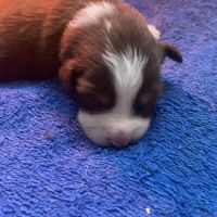 Chiot berger australien #3