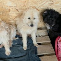 Lady sunshine à adopter d'urgence #1