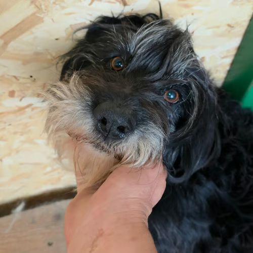 Anna mary adoption urgente #1