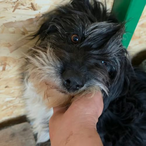 Anna mary adoption urgente #0