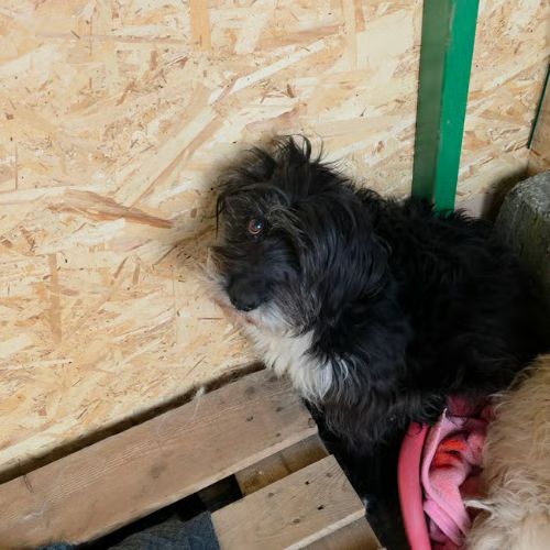 Anna mary adoption urgente #3