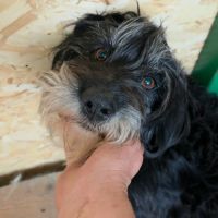 Anna mary adoption urgente #1