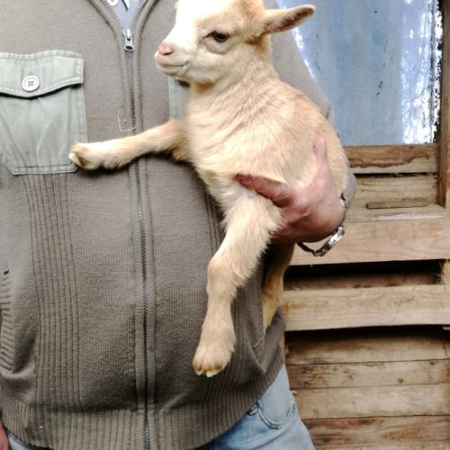 A réserver 2 chevreaux nains caramel