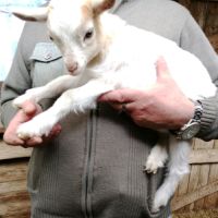 A réserver 2 chevreaux nains caramel #2