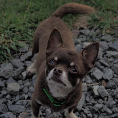 Chiuahua à vendre #4