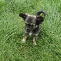 Chiuahua à vendre #2