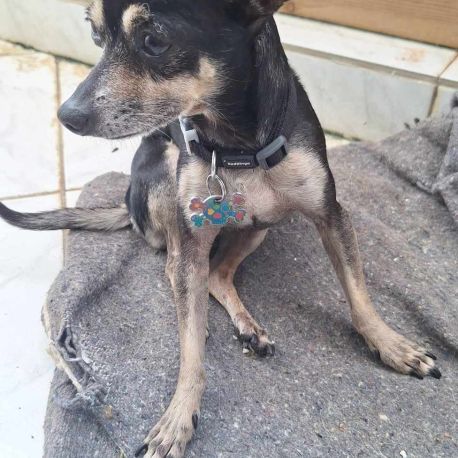 Ziggy le petit pinscher #4