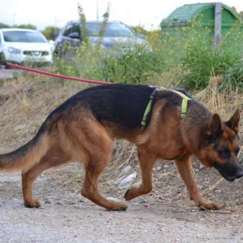 Urko  le chien idéal et parfait existe, superbe #2