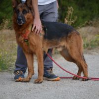 Urko  le chien idéal et parfait existe, superbe #4