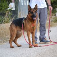 Urko  le chien idéal et parfait existe, superbe #5