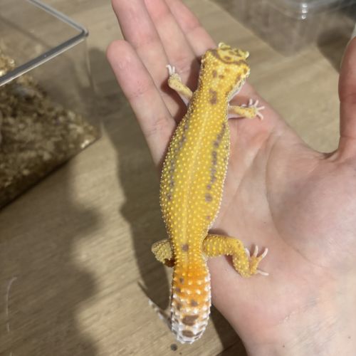 Gecko léopard #1