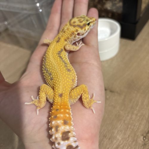 Gecko léopard #5