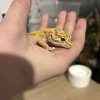 Gecko léopard #2