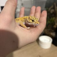Gecko léopard #3