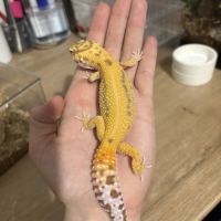 Gecko léopard #0