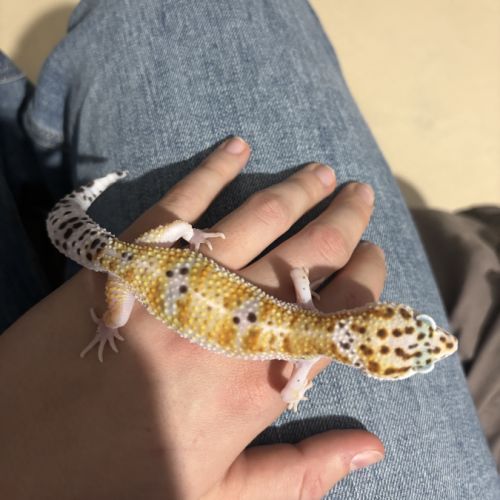 Gecko léopard #1