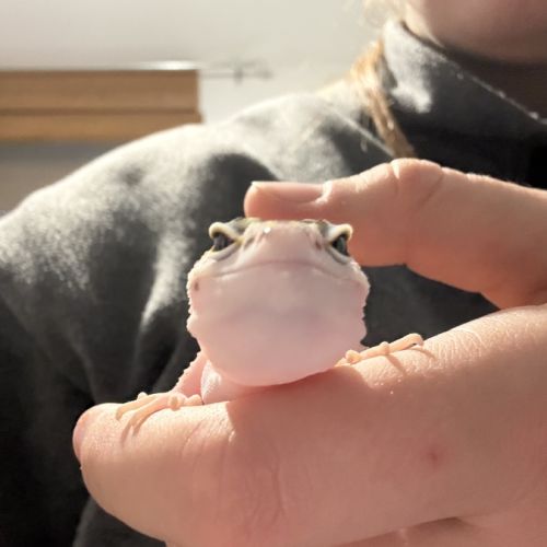 Gecko léopard