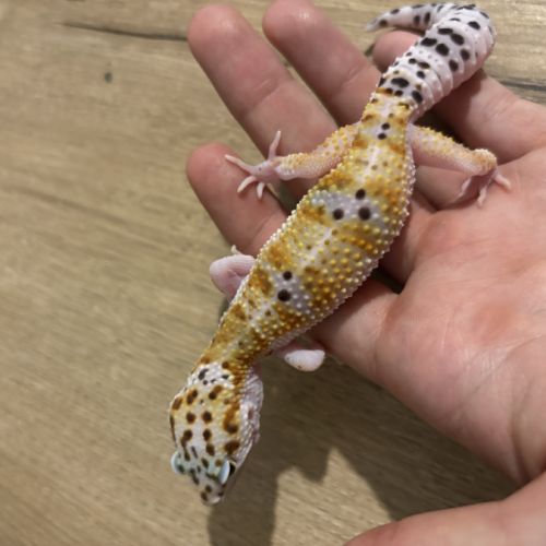 Gecko léopard #3