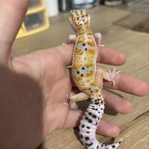 Gecko léopard #4