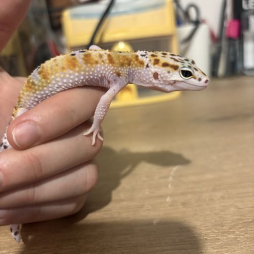Gecko léopard #5