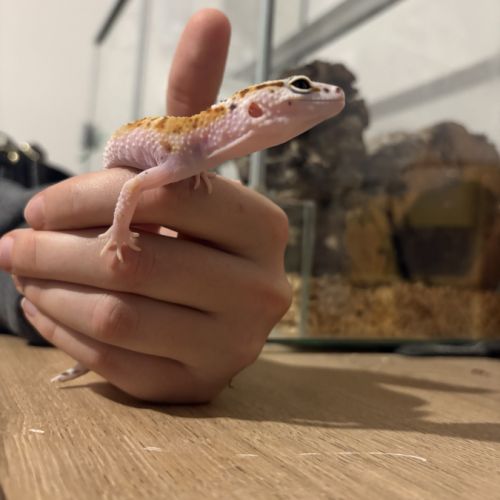 Gecko léopard #6