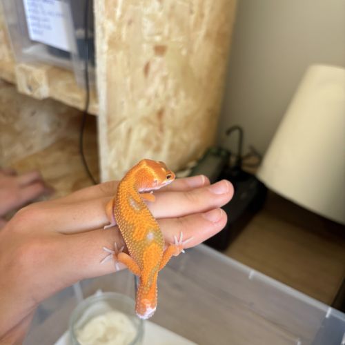 Gecko léopard #4