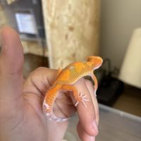 Gecko léopard #1