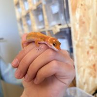 Gecko léopard #2