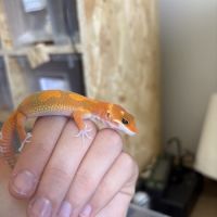 Gecko léopard