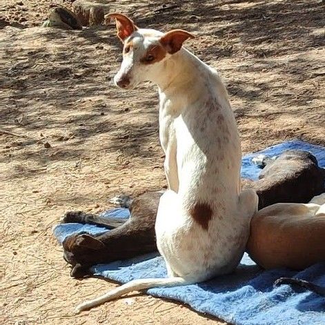 Pincel petit aventurier cherche histoire d'amour #1