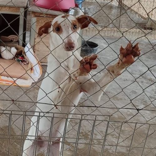 Pincel petit aventurier cherche histoire d'amour #2