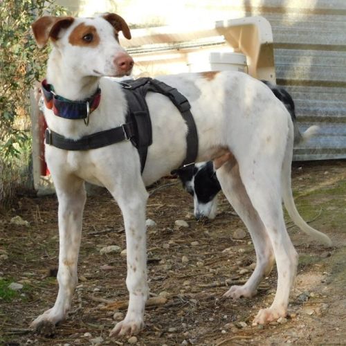 Pincel petit aventurier cherche histoire d'amour #5