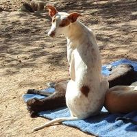 Pincel petit aventurier cherche histoire d'amour #1