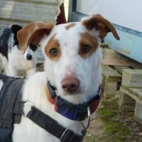 Pincel petit aventurier cherche histoire d'amour #0