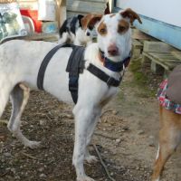 Pincel petit aventurier cherche histoire d'amour #4