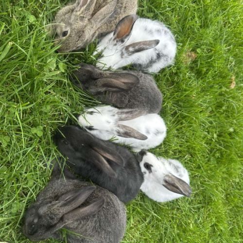 Lapin papillon