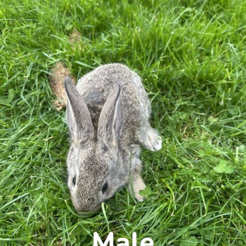 Lapin papillon #4