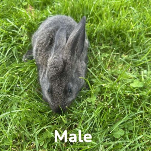 Lapin papillon #5